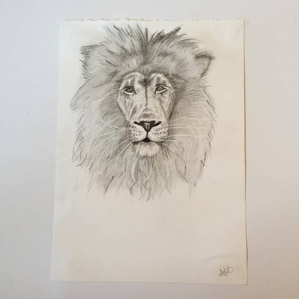 600x600 Lion Drawings