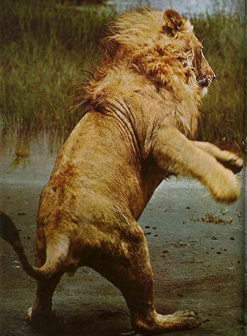 800x1088 Lion And Tiger Fight Info Request