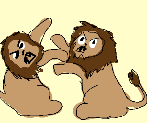 300x250 Male Lions Fighting
