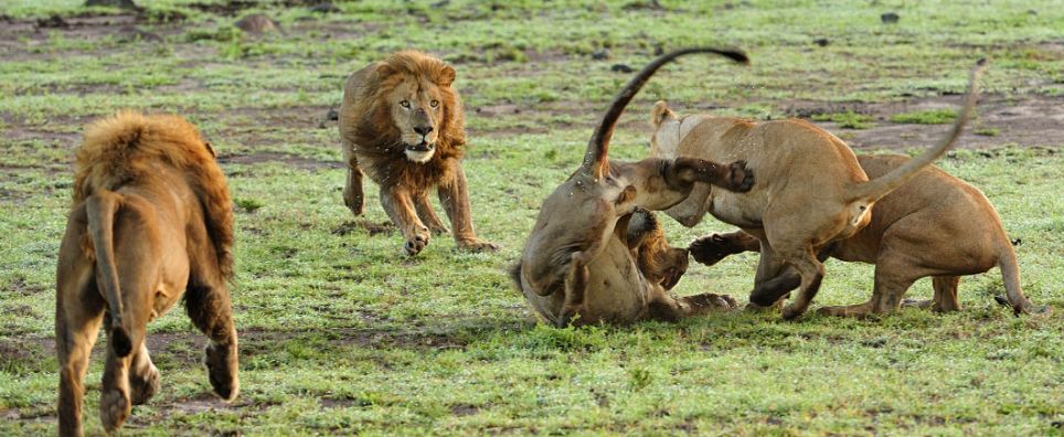 964x396 The Wrath Of An Entire Group Of Lions Is Unleashed On Lone Male