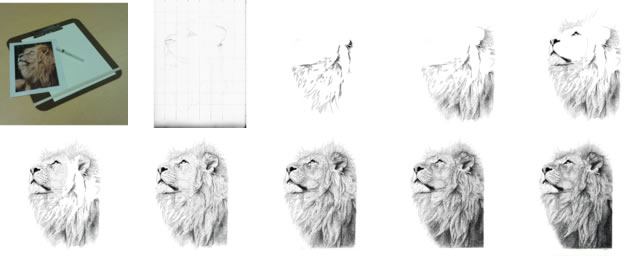 640x256 Lion With Step By Step Images