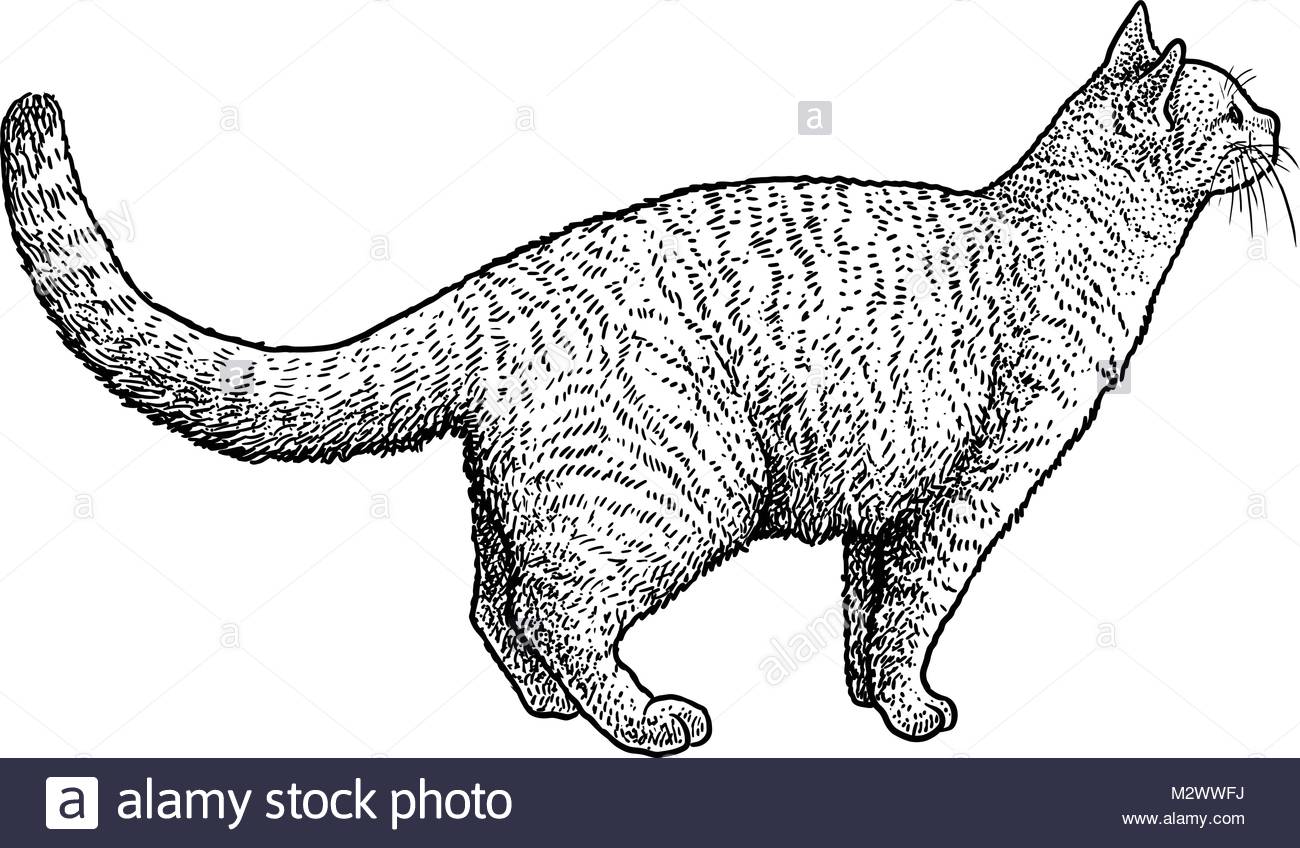 1300x848 Listening Cat Illustration, Drawing, Engraving, Ink, Line Art