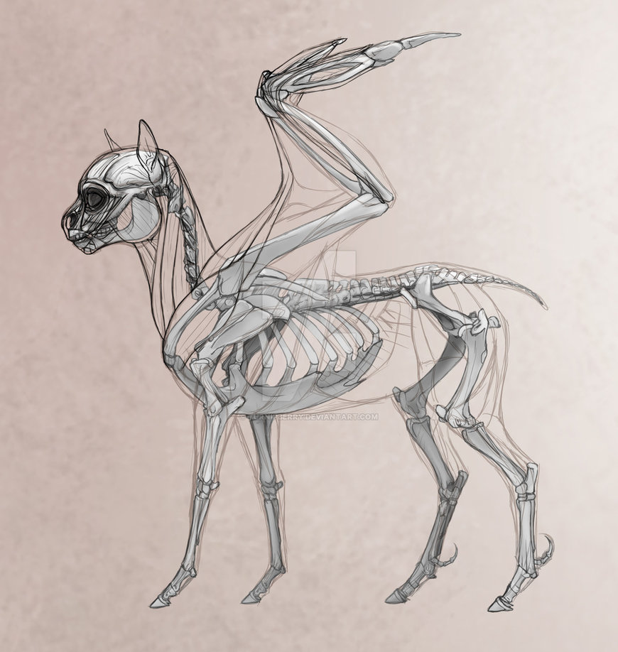 870x918 My Little Pony Headcannon Example Pegasi Anatomy By Turnipberry