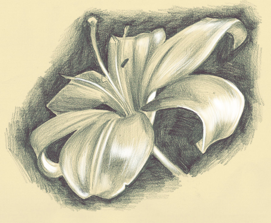 900x739 Live Drawing Lillies By Glory Day