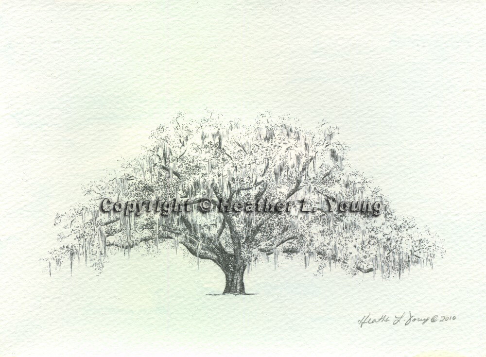 1000x735 Candler Live Oak Tree Savannah Drawing Print Blue Watercolor Wash