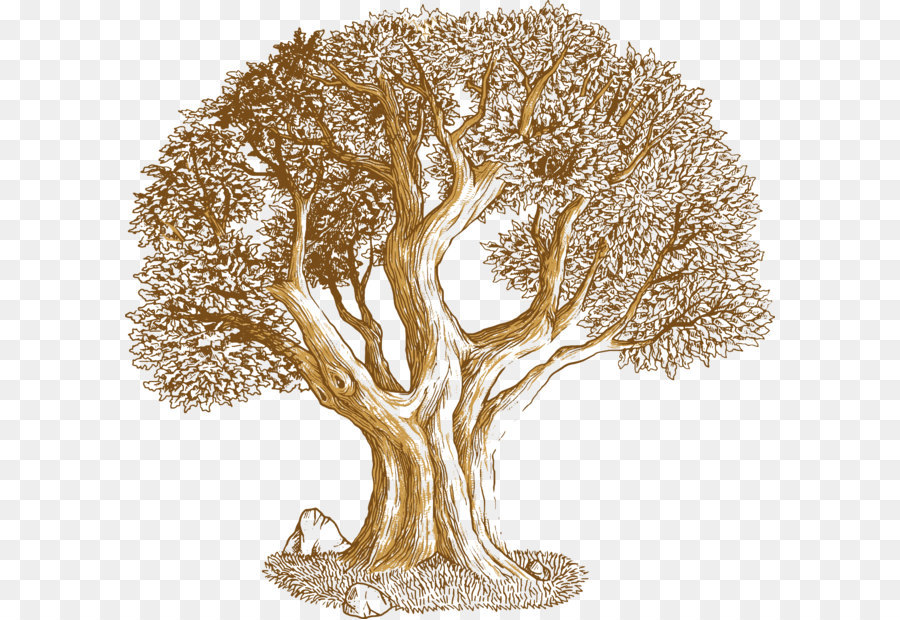 900x620 Euclidean Vector Tree Southern Live Oak