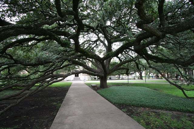640x427 Gc70rhf Live Oaks (Traditional Cache) In Florida, United States