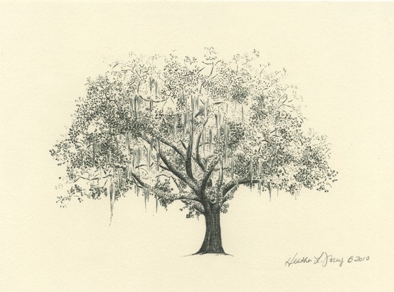 570x422 Gordonston Savannah Live Oak Tree Pen And Ink Drawing Tree