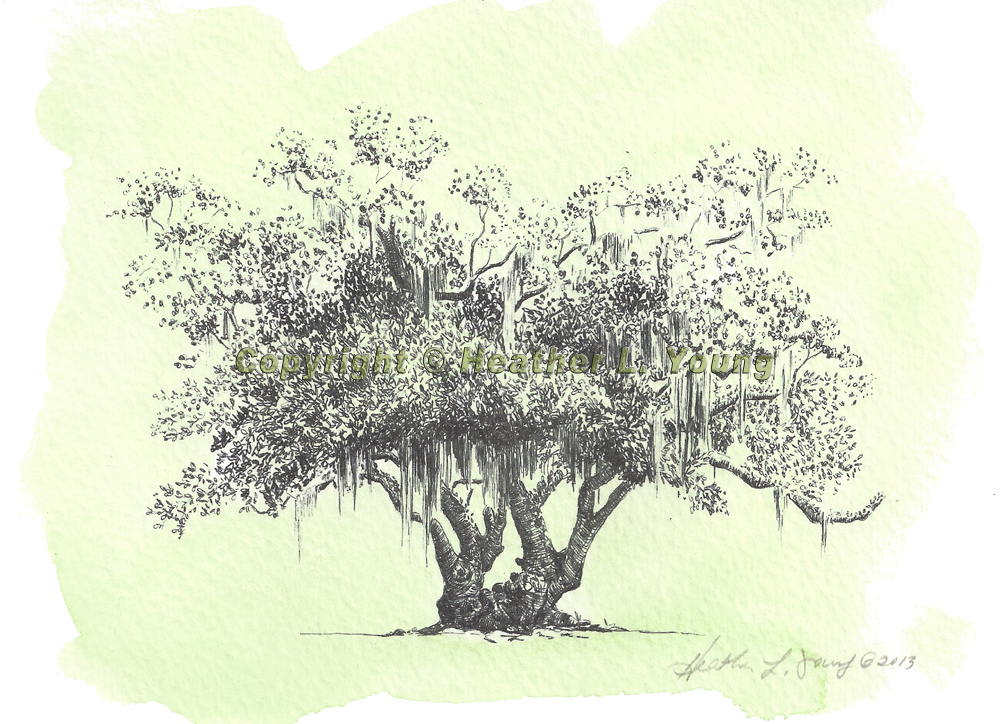 1000x724 Live Oak Tree Flyoung Studio