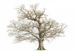 300x210 Oak Tree Pencil Drawing Free Clipart Line Drawing Live Oak Tree