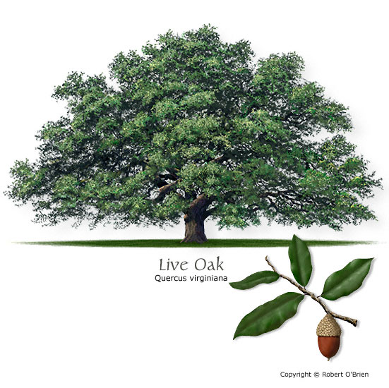 551x550 Texas Tree Selector Tree Description