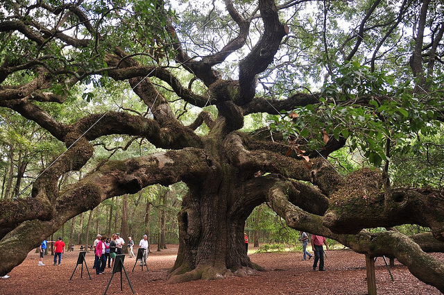 640x425 Georgia State Tree Live Oak