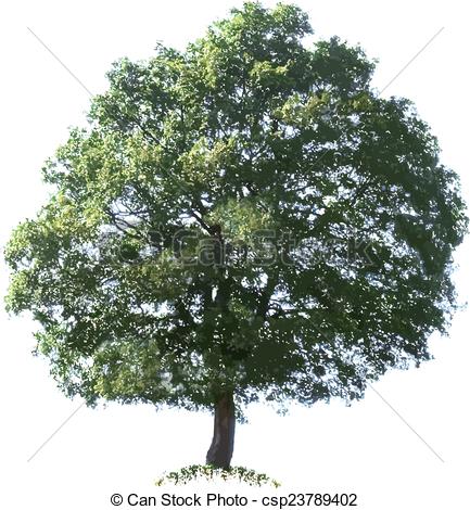 433x470 Oak Tree Vector Illustration Cutout Vector Clipart
