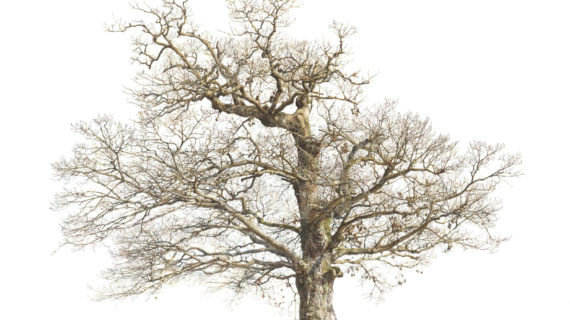 570x320 Old Oak Tree Drawing Images For Gt Oak Tree Fall Drawing