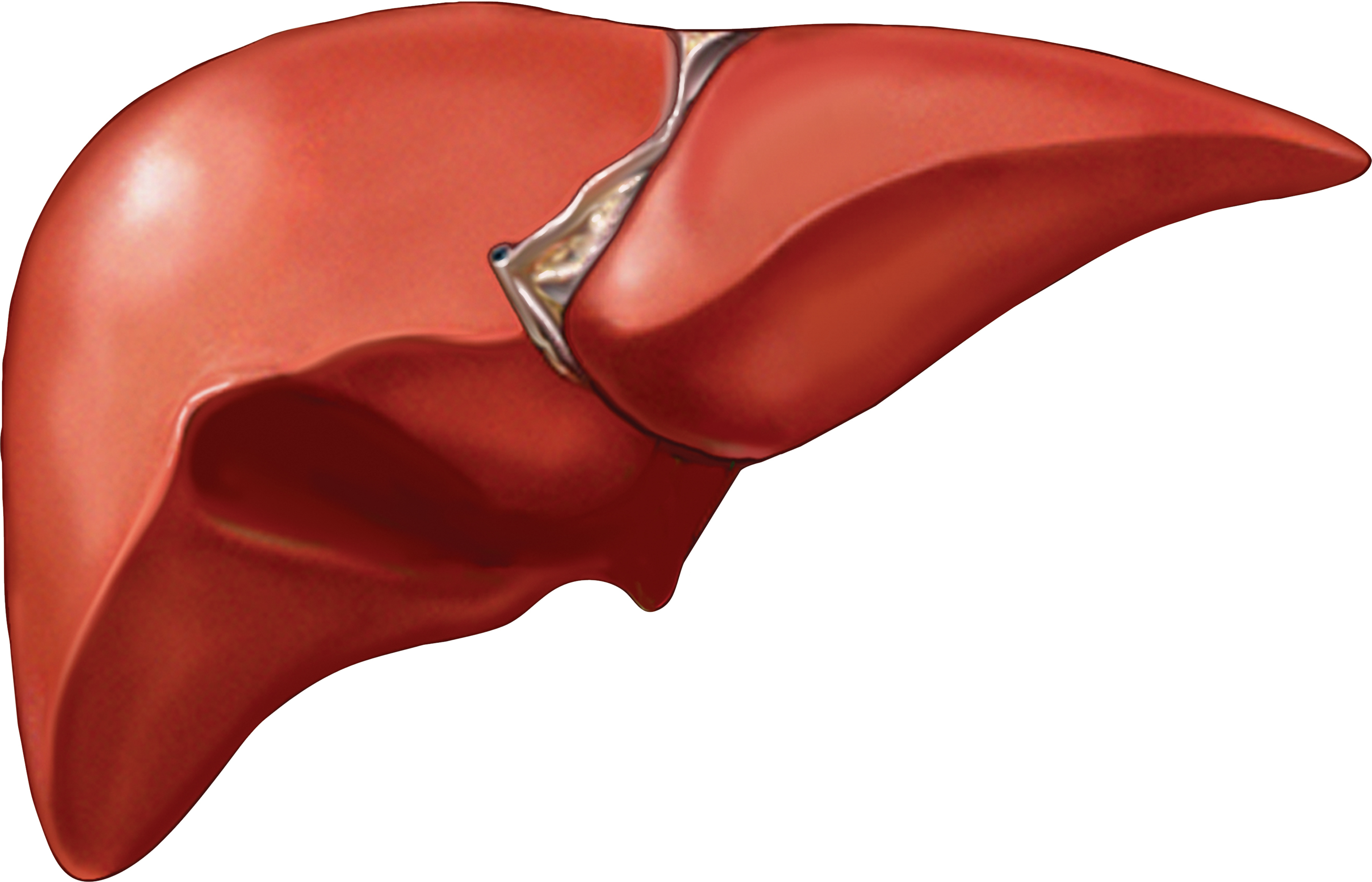 3616x2326 5 Facts You Probably Didn'T Know About Your Liver