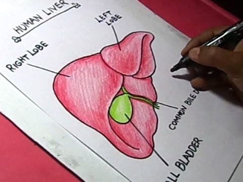 480x360 How To Draw Human Liver Detaild Drawing For Kids