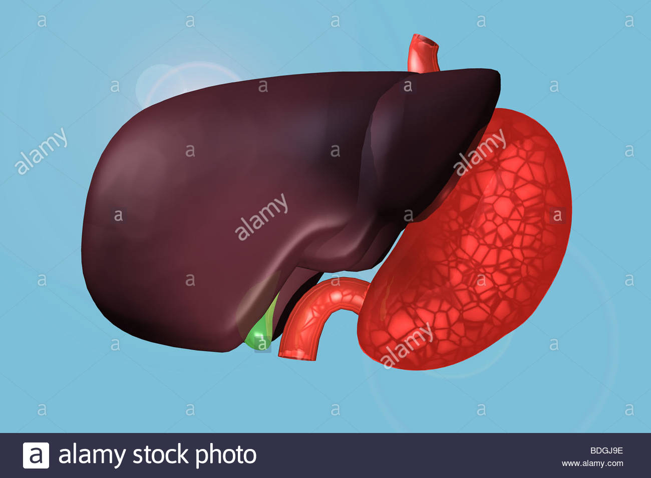 1300x956 Liver, Drawing Stock Photo, Royalty Free Image 25566506
