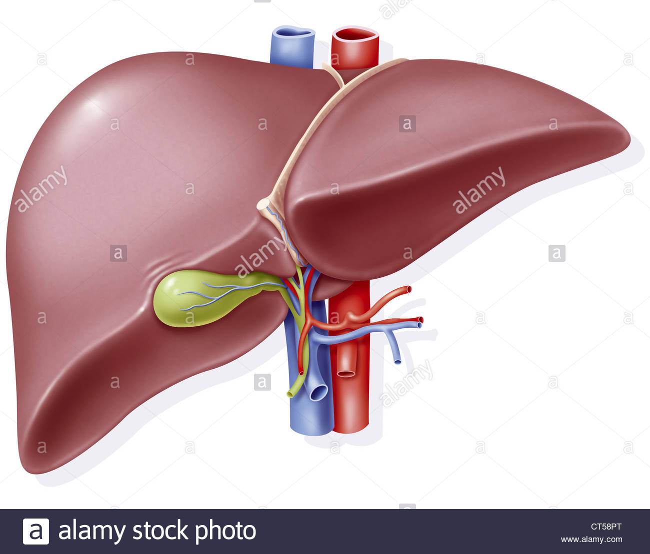 1300x1109 Liver, Drawing Stock Photo 49289152