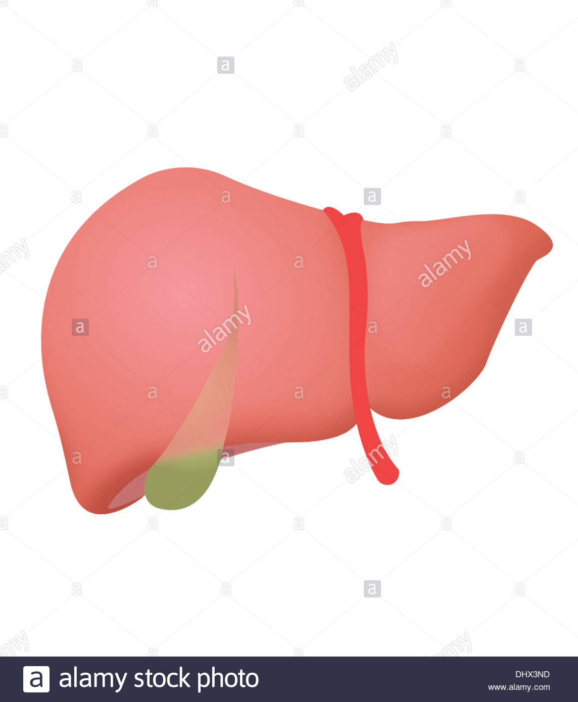 1144x1390 Liver, Drawing Stock Photo 62653961