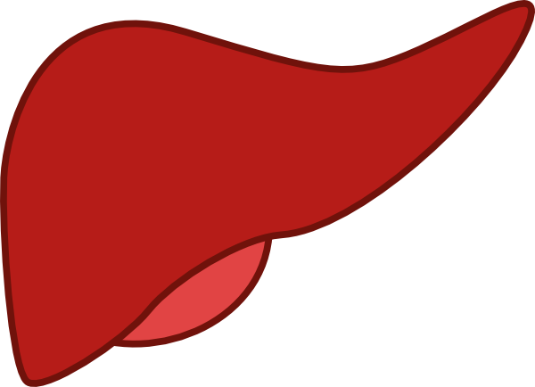 600x434 Liver Clip Art