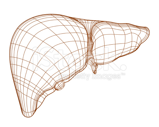 556x444 Liver Drawing, Vector Vector Art, Draw And Illustrators