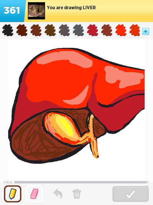 500x667 Liver Drawings