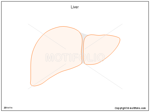 500x375 Liver Illustrations