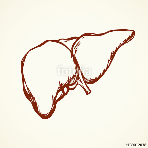 500x500 Liver. Vector Drawing Stock Image And Royalty Free Vector Files