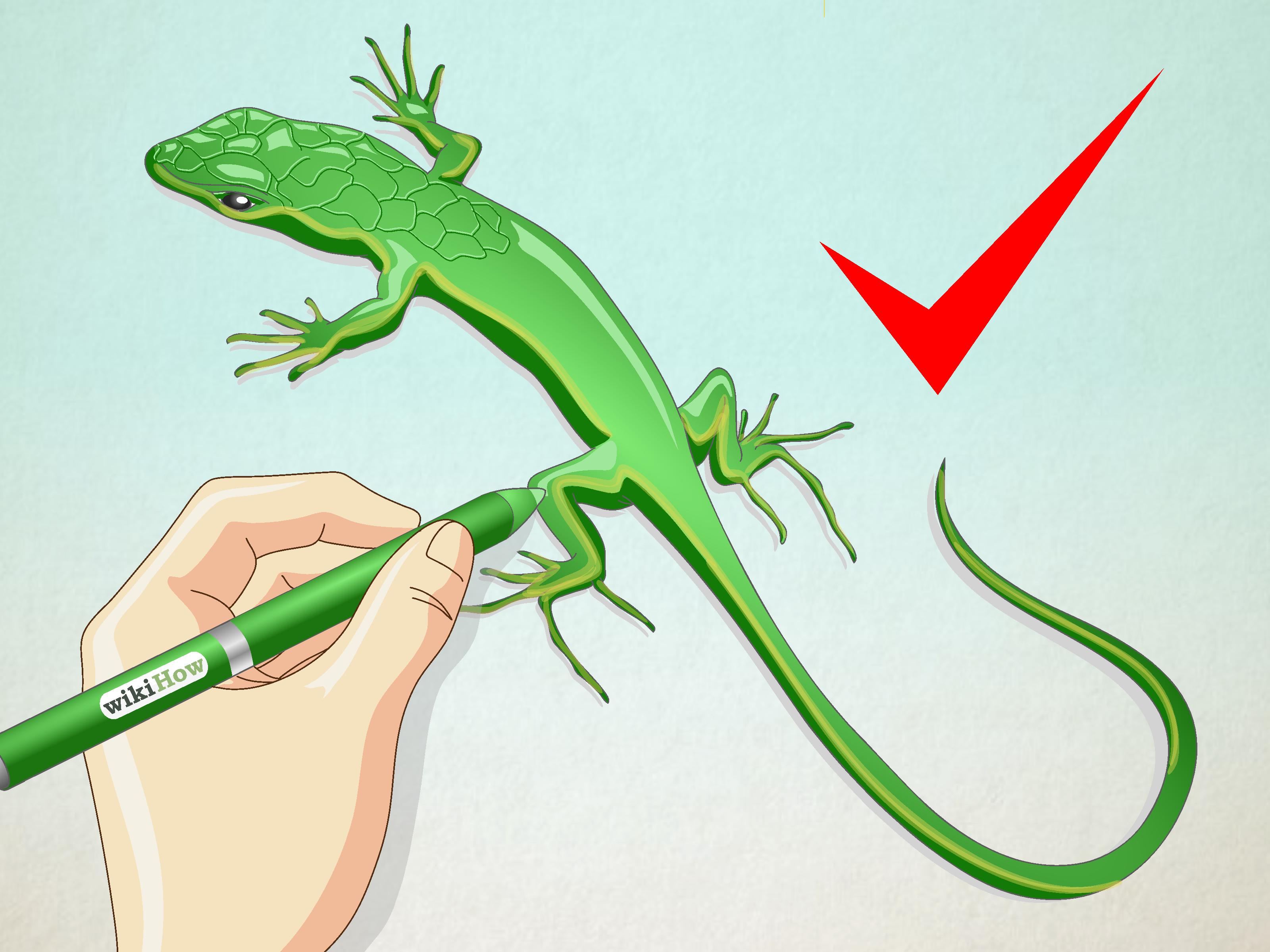 3200x2400 How To Draw A Lizard (With Pictures)