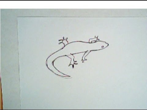 480x360 How To Draw A Lizard (Simple Drawing, Step By Step)
