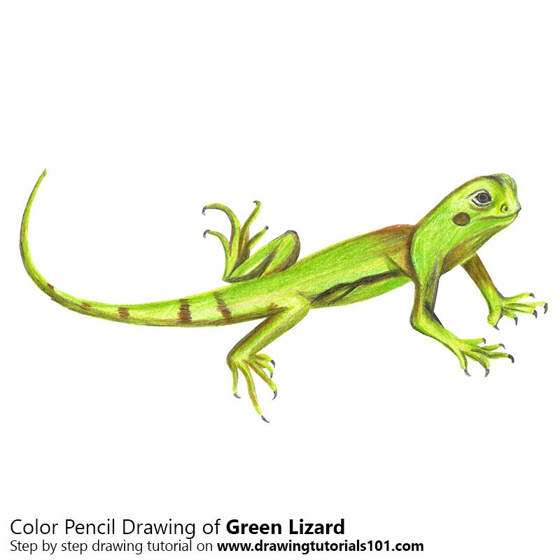 800x800 Green Lizard Colored Pencils