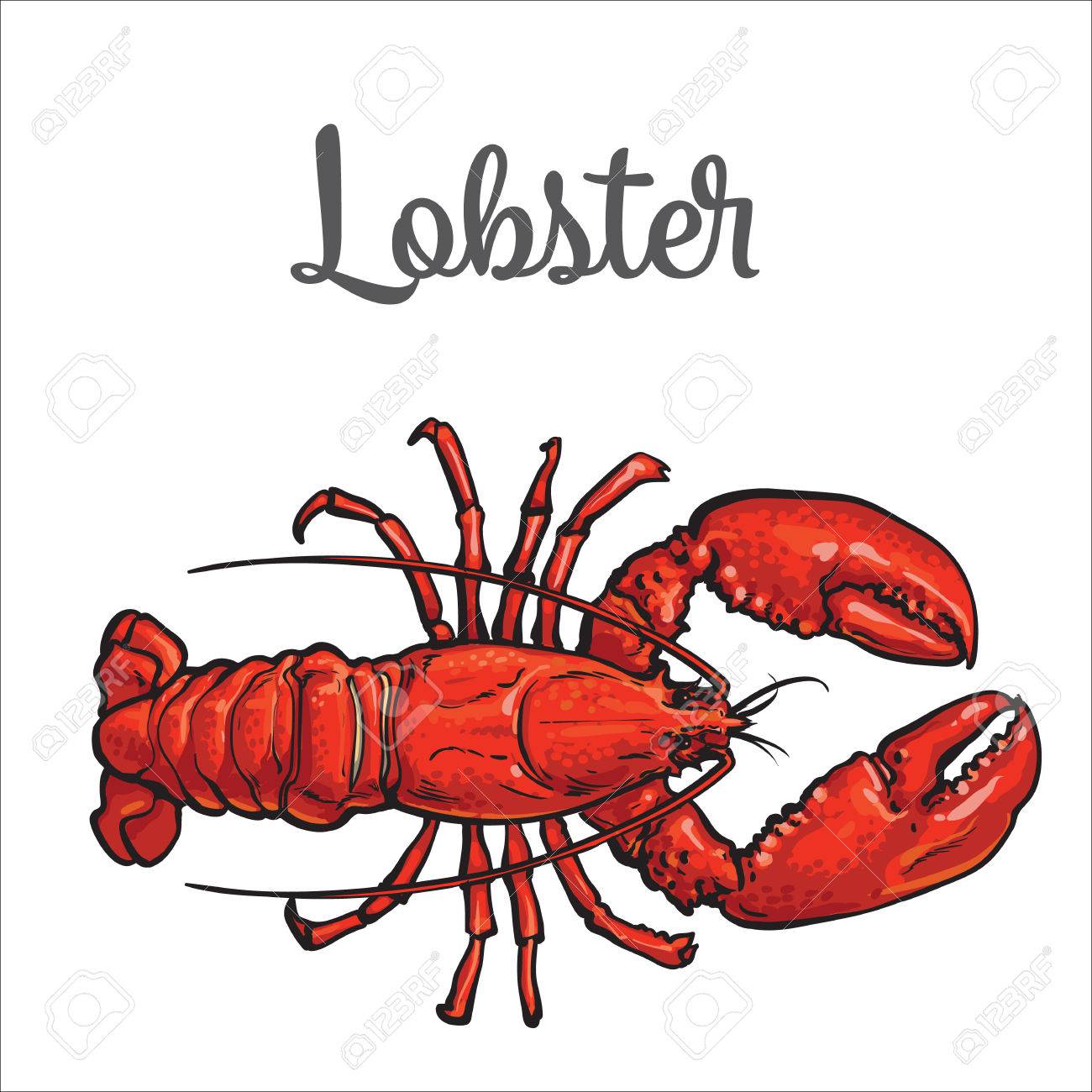 1300x1300 Full Length Lobster Sketch Style Vector Illustration Isolated