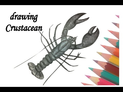 480x360 How To Draw A Lobster