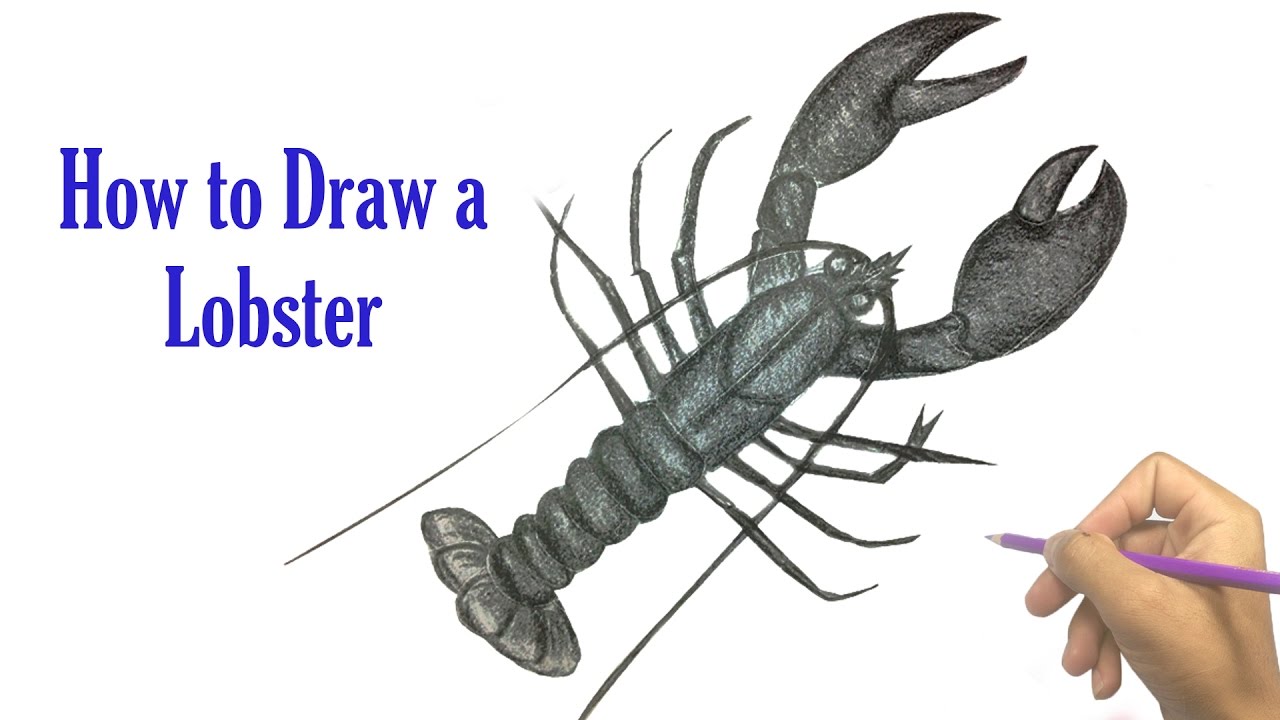 1280x720 How To Draw A Lobster