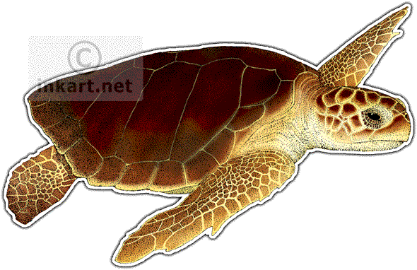 590x382 Loggerhead Sea Turtle (Caretta Caretta) Line Art And Full Color