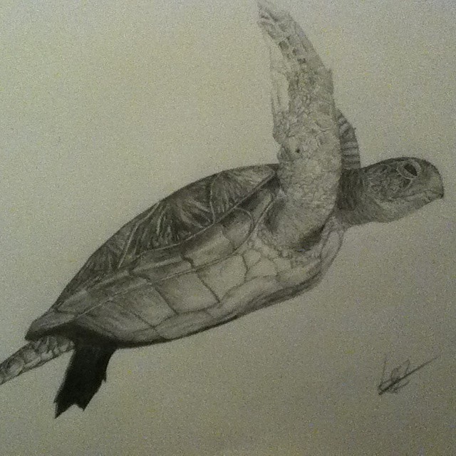 640x640 Sea Turtle Pencil Drawing By Lb Digitaldesign