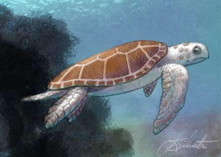 Loggerhead Turtle Drawing at GetDrawings | Free download