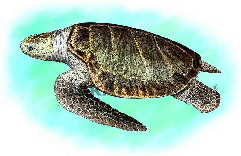 Loggerhead Turtle Drawing at GetDrawings.com | Free for personal use