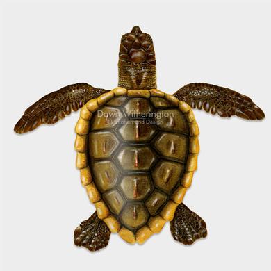 Loggerhead Turtle Drawing at GetDrawings.com | Free for personal use