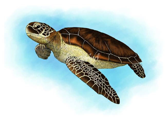 650x470 Stunning Sea Turtle Drawings And Illustrations For Sale On Fine