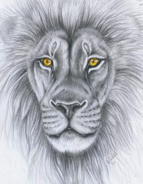 480x617 Lion Drawing By Punxnotdead309