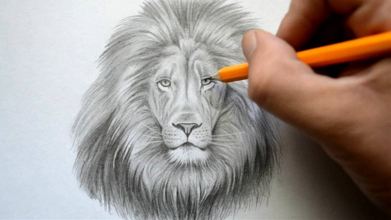 1280x720 Time Lapse Drawing Of A Lion