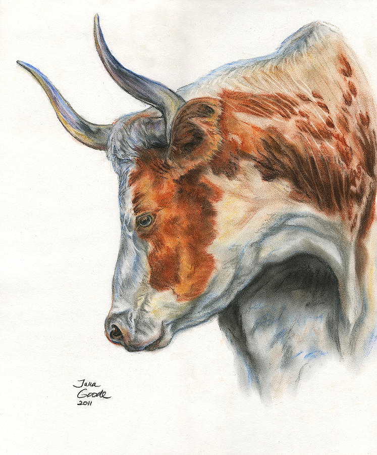 747x900 Longhorn Drawing By Jana Goode