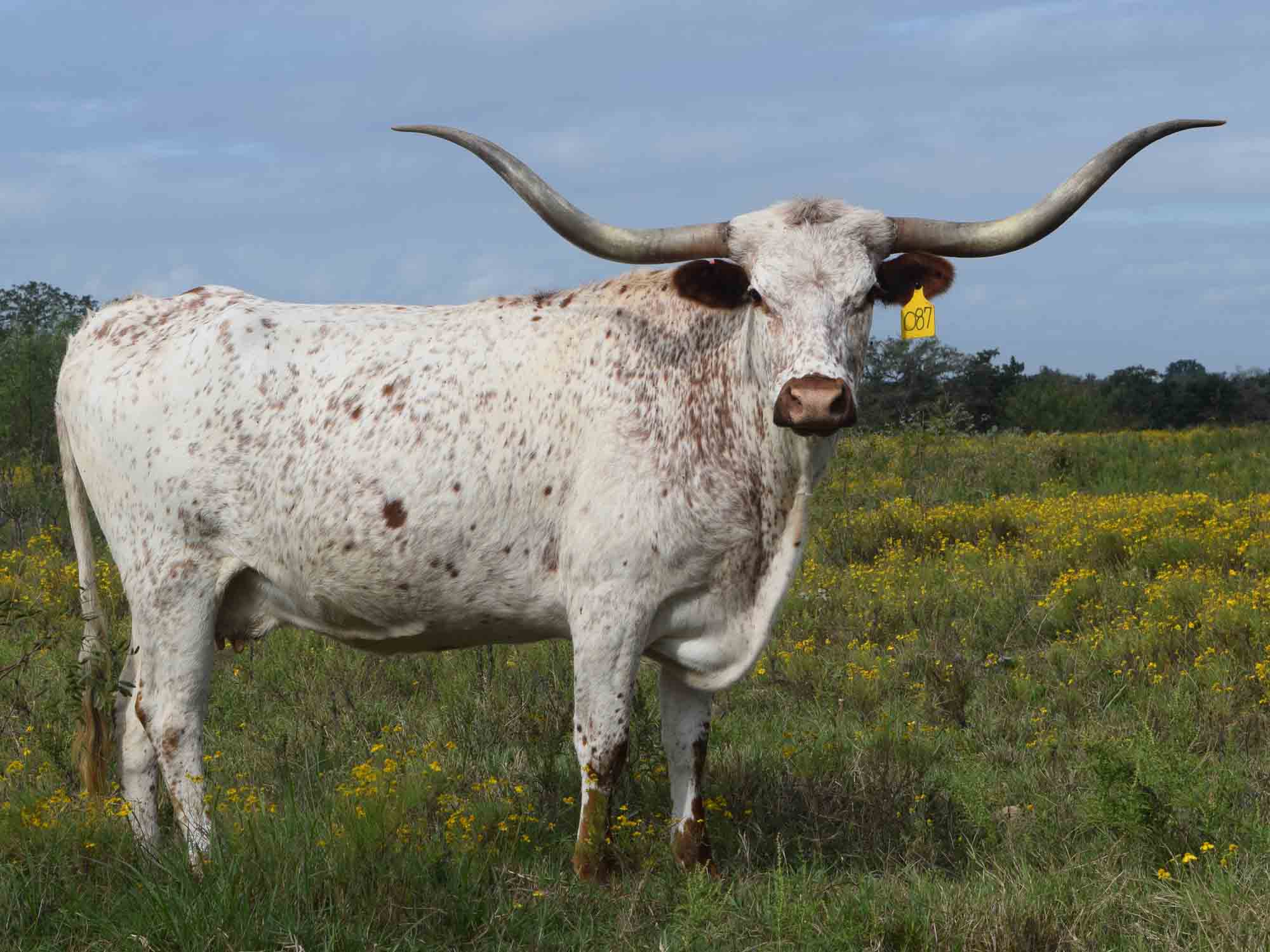 2000x1500 Rocking O Longhorns