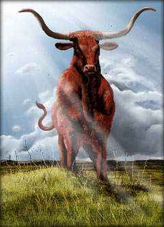 240x332 The Kyrattin Cattle (Longhorn)