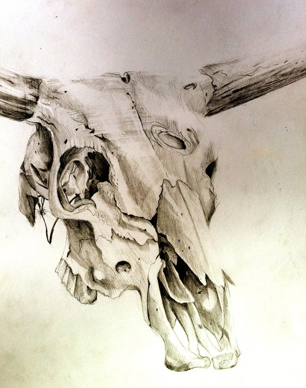 600x761 Cow Skull By On @ Skulls