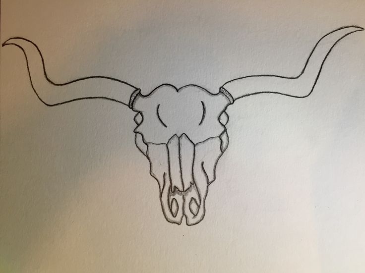 736x551 Image Result For Longhorn Skull Drawing