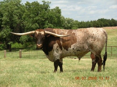 493x368 33 Best Longhorn Cattle Images On Longhorn Cattle