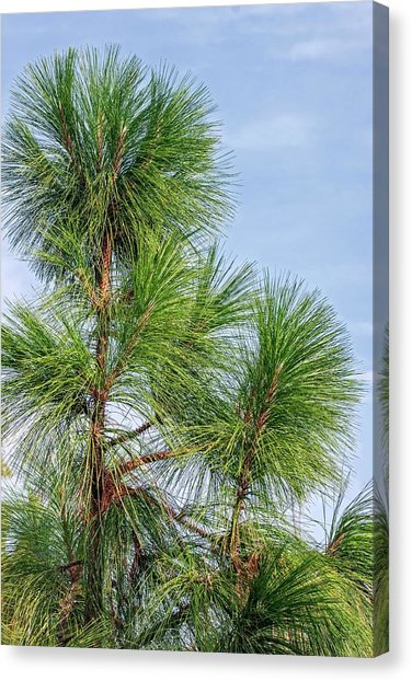 376x622 Longleaf Pine Art Fine Art America