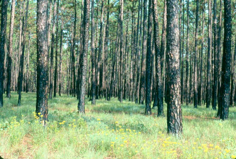 792x535 Priscilla Hollingsworth News